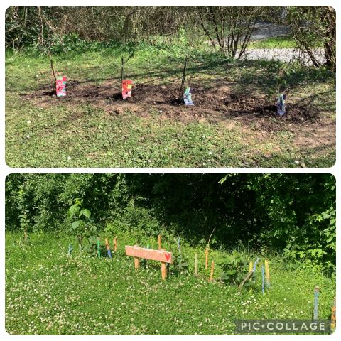 Schulgarten Frühling 2025 3